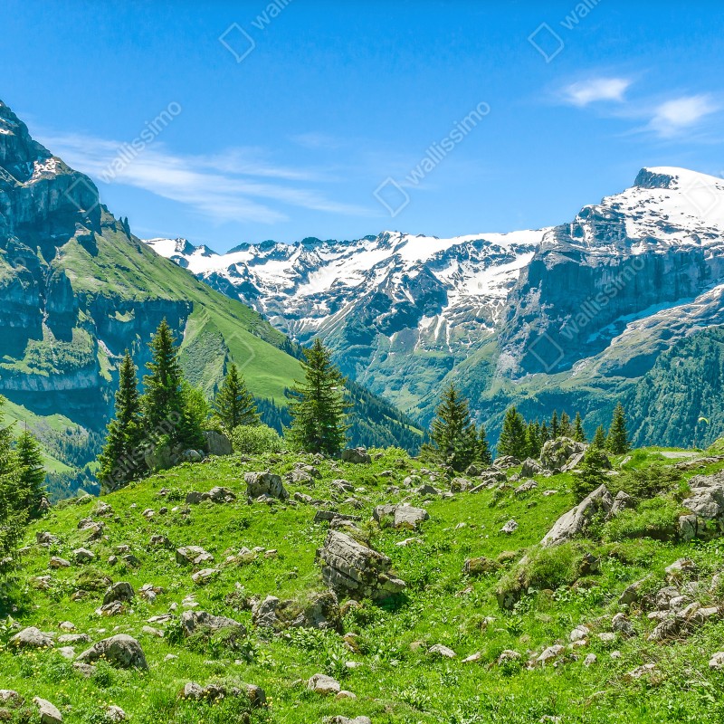 Fototapeta słoneczna łąka w Engelberg – Wallissimo® Fototapeta słoneczna łąka w Engelberg – Wallissimo®