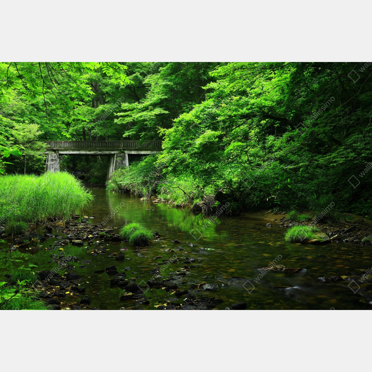 Fototapeta bujny zielony las z strumieniem i kamiennym mostem – Wallissimo® Fototapeta bujny zielony las z strumieniem i kamiennym mostem – Wallissimo®