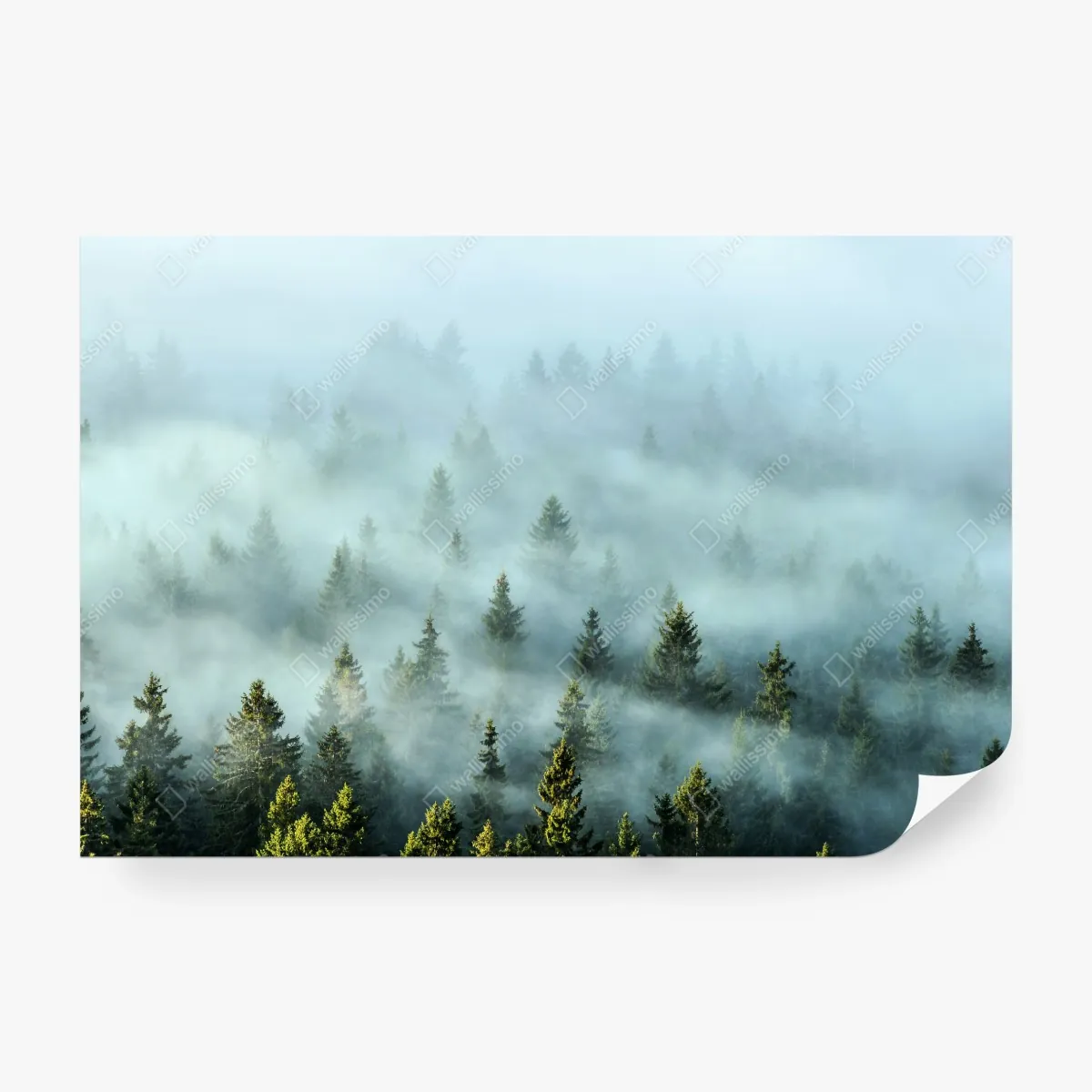 Fototapeta mglisty las jodłowy o poranku – Wallissimo® Fototapeta mglisty las jodłowy o poranku – Wallissimo®