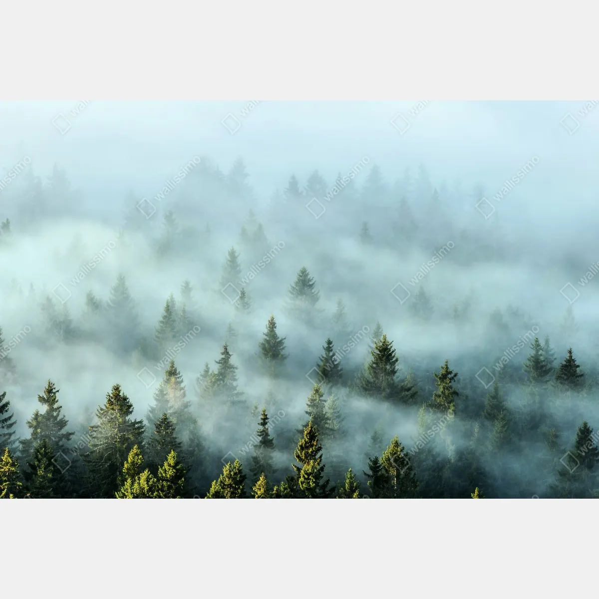 Fototapeta mglisty las jodłowy o poranku – Wallissimo® Fototapeta mglisty las jodłowy o poranku – Wallissimo®