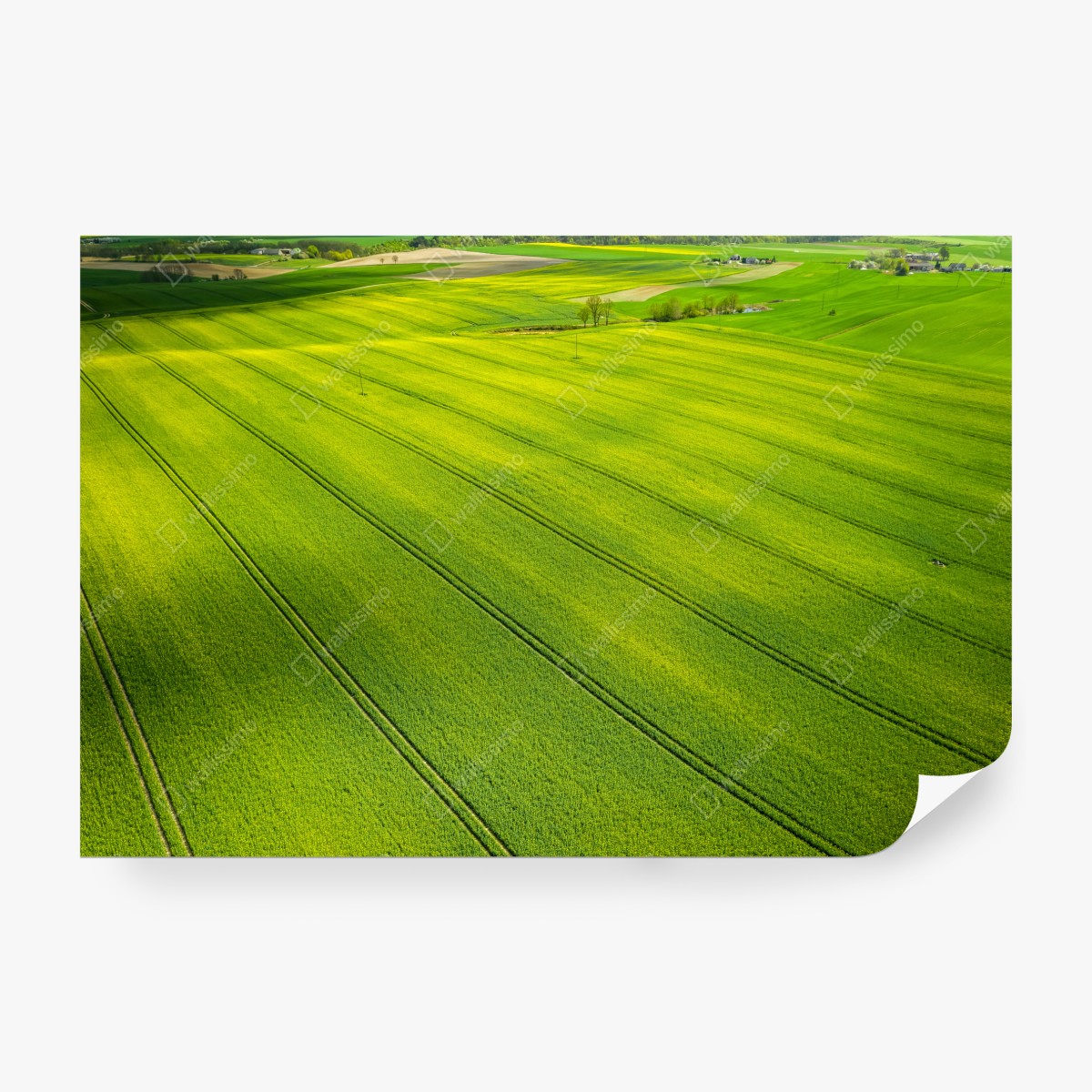 Fototapeta złote pola rzepaku z lotu ptaka – Wallissimo® Fototapeta złote pola rzepaku z lotu ptaka – Wallissimo®