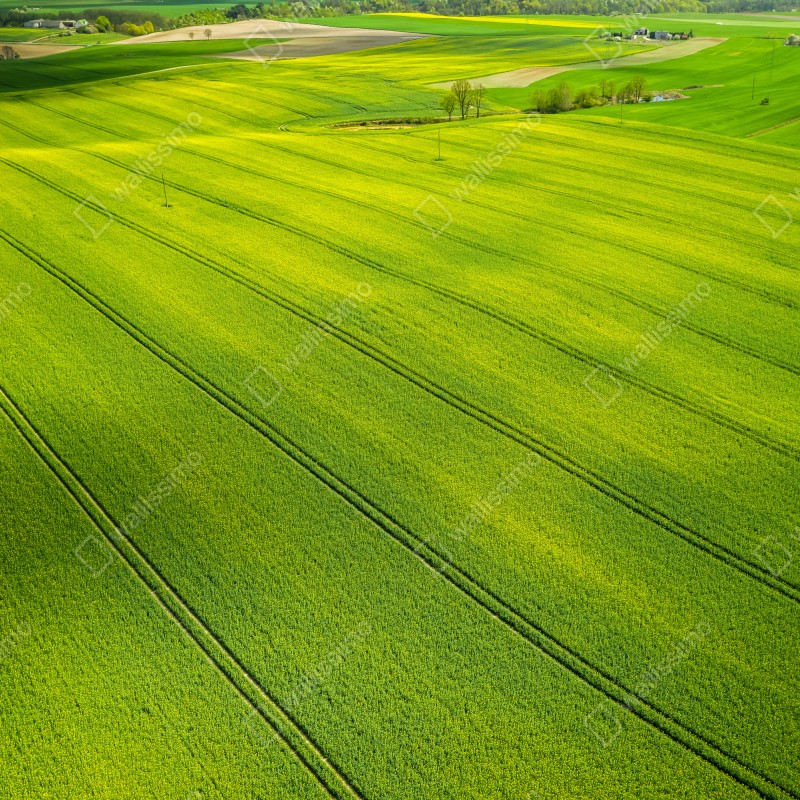 Fototapeta złote pola rzepaku z lotu ptaka – Wallissimo® Fototapeta złote pola rzepaku z lotu ptaka – Wallissimo®