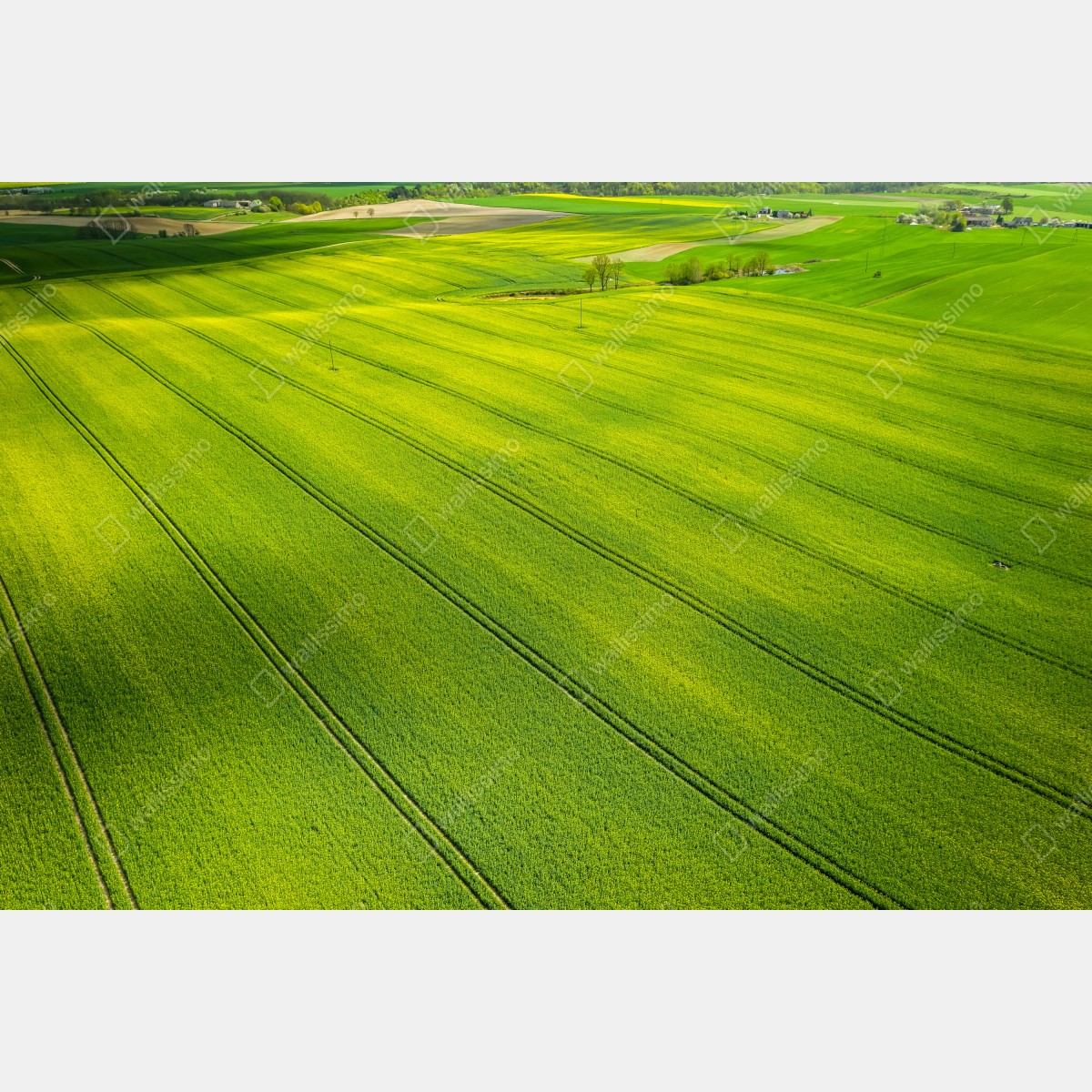 Fototapeta złote pola rzepaku z lotu ptaka – Wallissimo® Fototapeta złote pola rzepaku z lotu ptaka – Wallissimo®