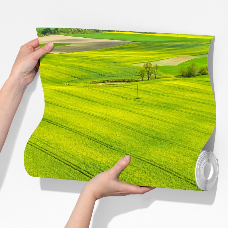 Fototapeta złote pola rzepaku z lotu ptaka – Wallissimo® Fototapeta złote pola rzepaku z lotu ptaka – Wallissimo®