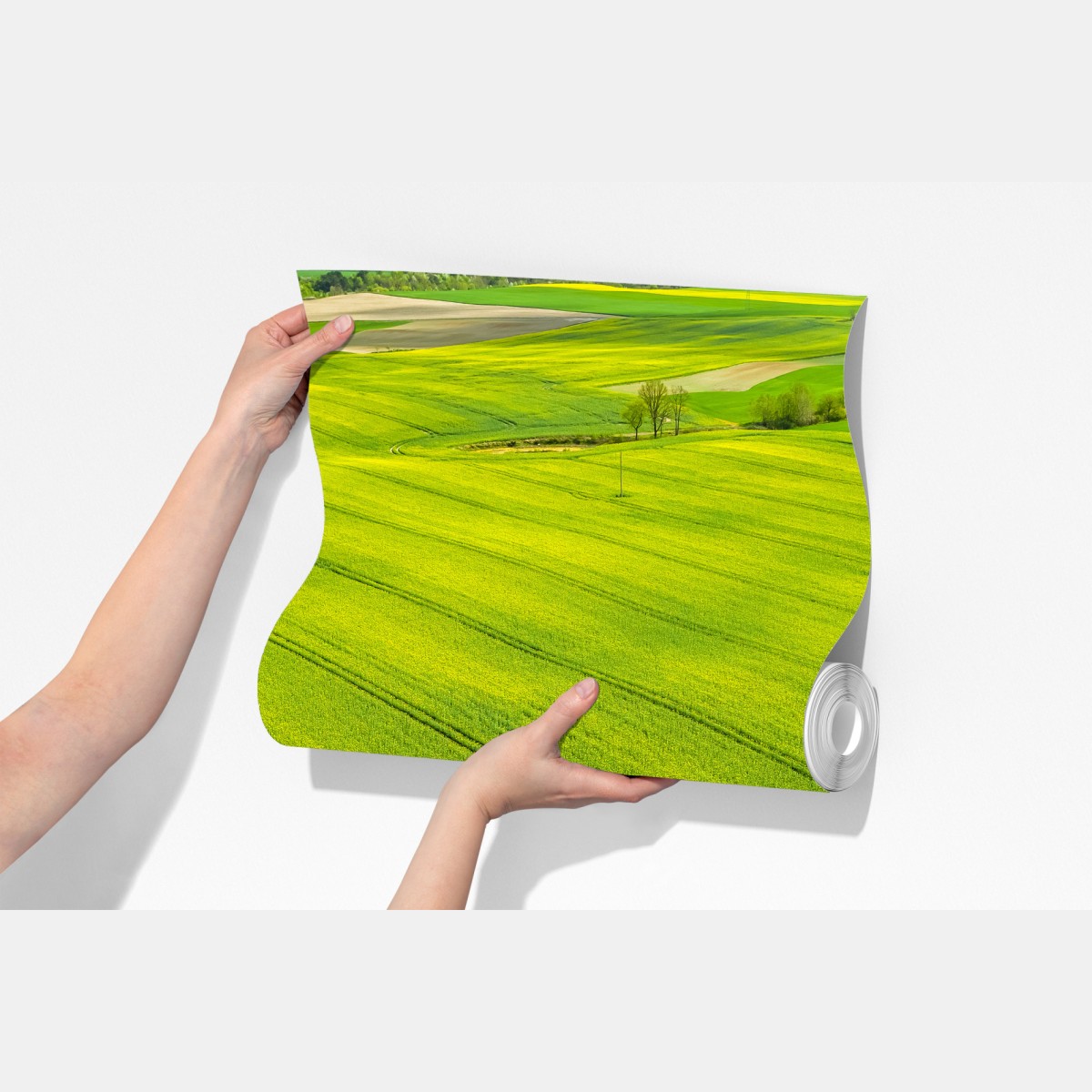 Fototapeta złote pola rzepaku z lotu ptaka – Wallissimo® Fototapeta złote pola rzepaku z lotu ptaka – Wallissimo®