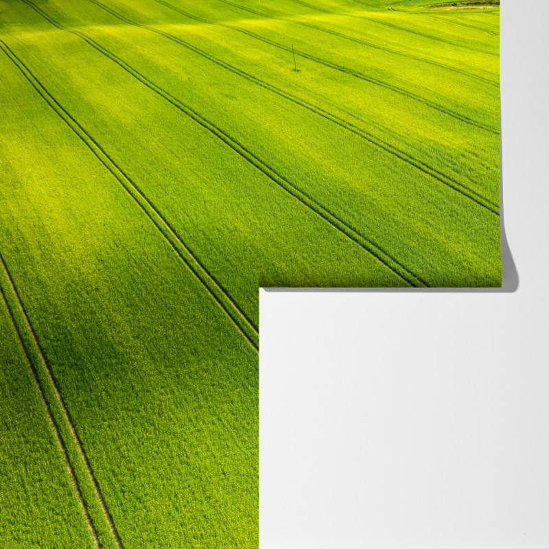 Fototapeta złote pola rzepaku z lotu ptaka – Wallissimo® Fototapeta złote pola rzepaku z lotu ptaka – Wallissimo®