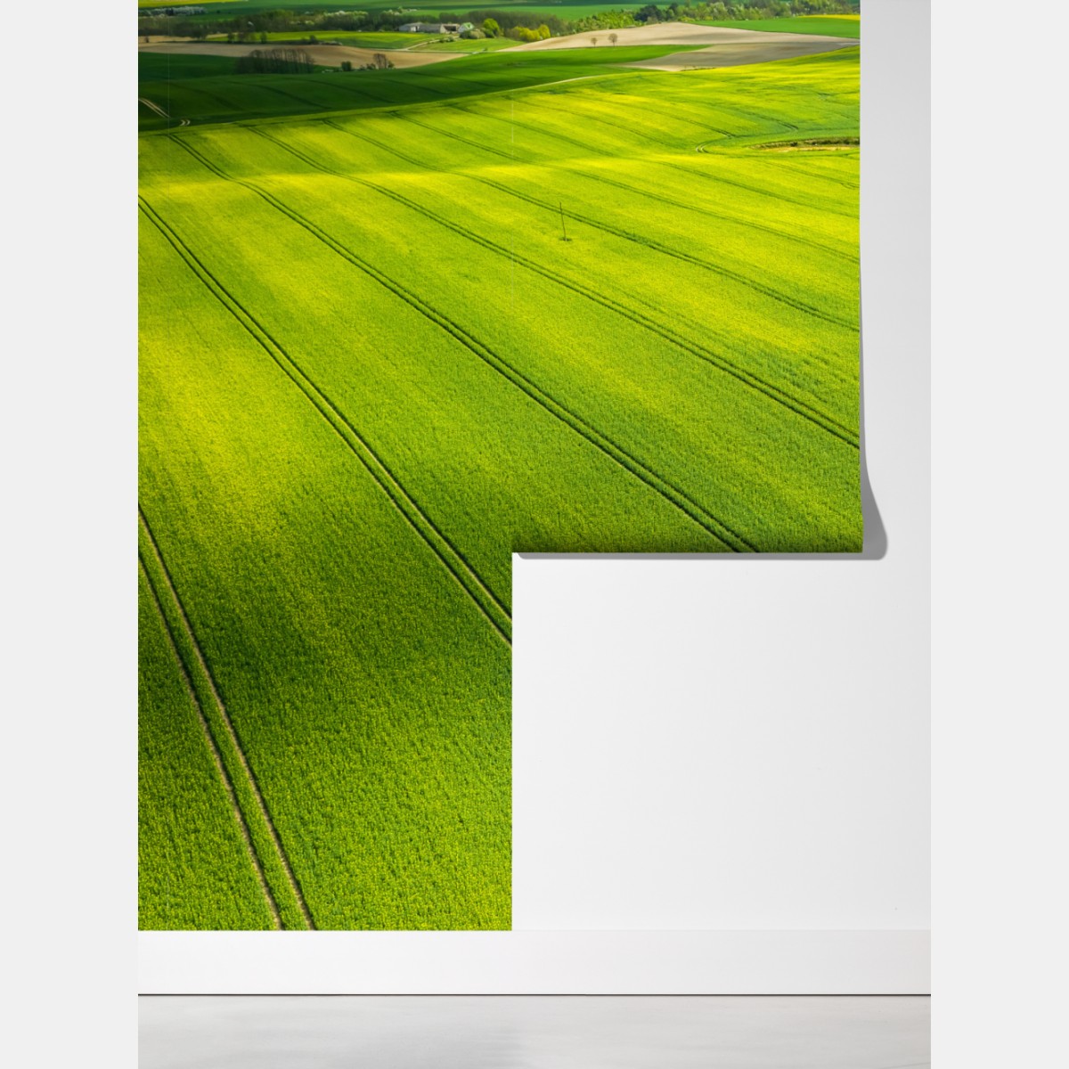 Fototapeta złote pola rzepaku z lotu ptaka – Wallissimo® Fototapeta złote pola rzepaku z lotu ptaka – Wallissimo®