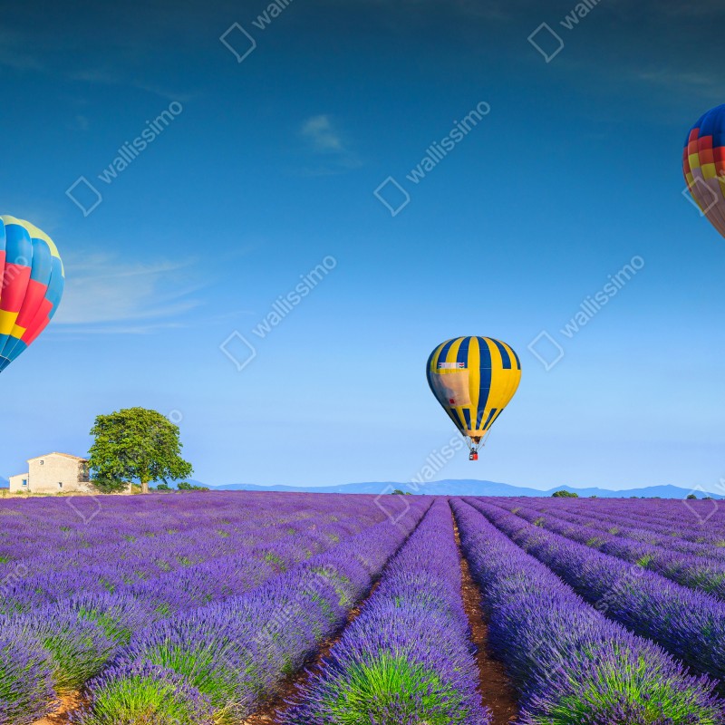Fototapeta pola lawendy w Valensole z balonami – Wallissimo® Fototapeta pola lawendy w Valensole z balonami – Wallissimo®