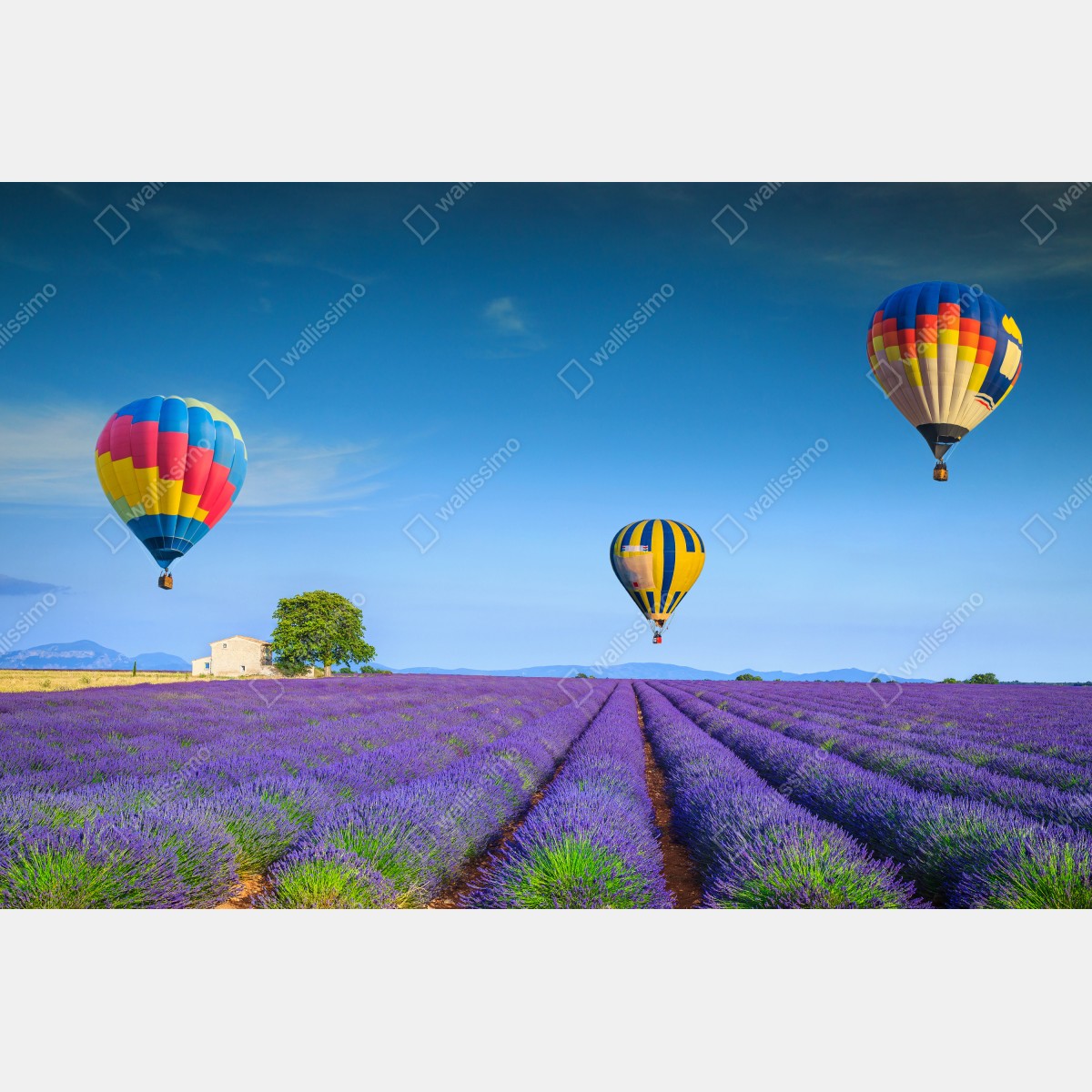 Fototapeta pola lawendy w Valensole z balonami – Wallissimo® Fototapeta pola lawendy w Valensole z balonami – Wallissimo®