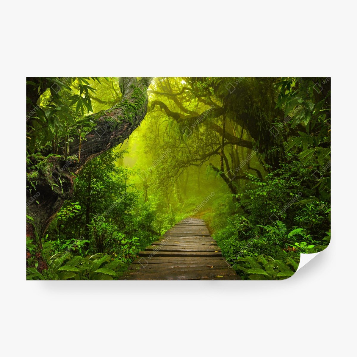 Fototapeta mistyczna zielona ścieżka w lesie – Wallissimo® Fototapeta mistyczna zielona ścieżka w lesie – Wallissimo®