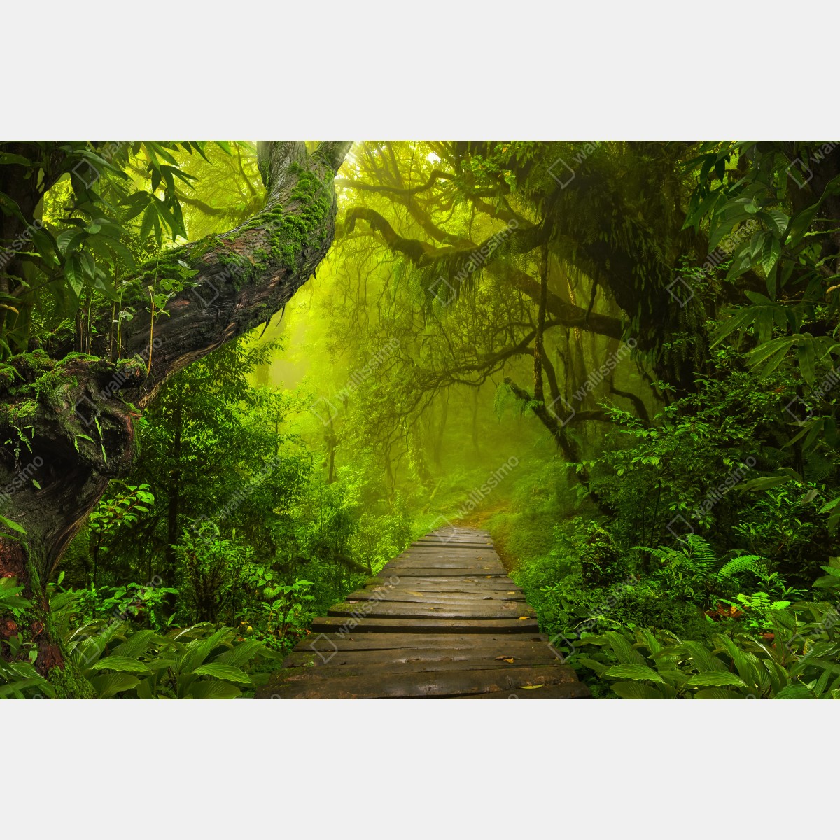 Fototapeta mistyczna zielona ścieżka w lesie – Wallissimo® Fototapeta mistyczna zielona ścieżka w lesie – Wallissimo®