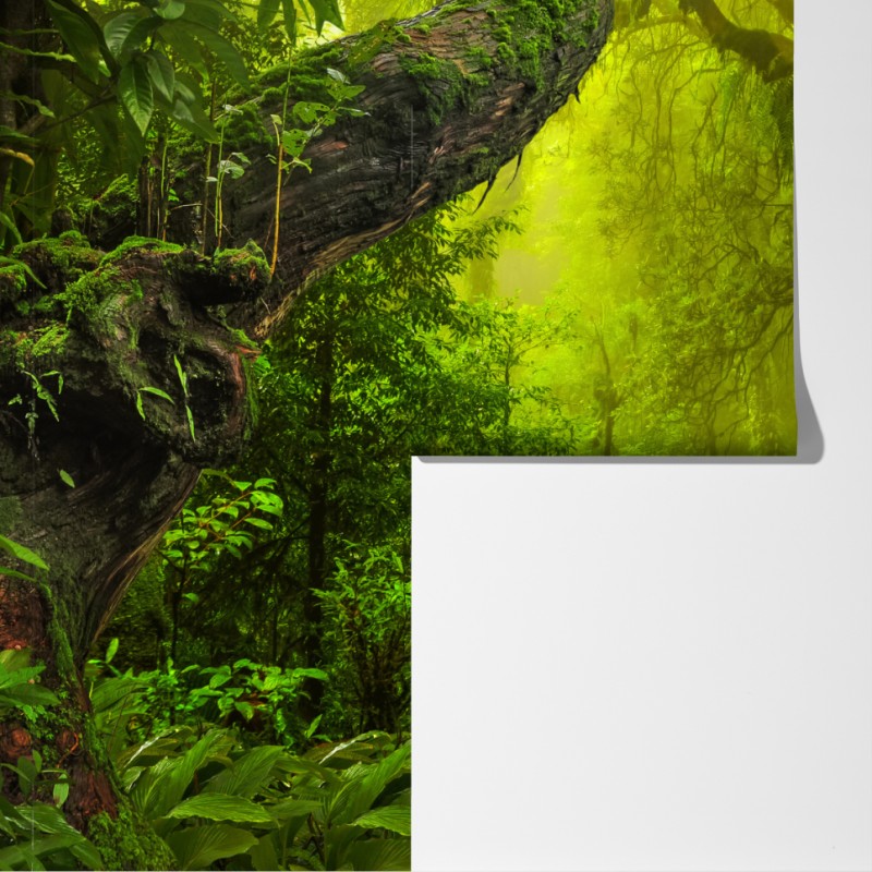 Fototapeta mistyczna zielona ścieżka w lesie – Wallissimo® Fototapeta mistyczna zielona ścieżka w lesie – Wallissimo®