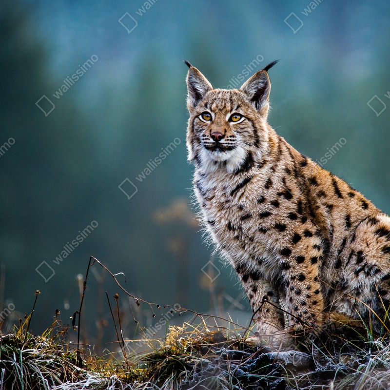 Fototapeta majestatyczny ryś w naturalnym środowisku – Wallissimo® Fototapeta majestatyczny ryś w naturalnym środowisku – Wallissimo®