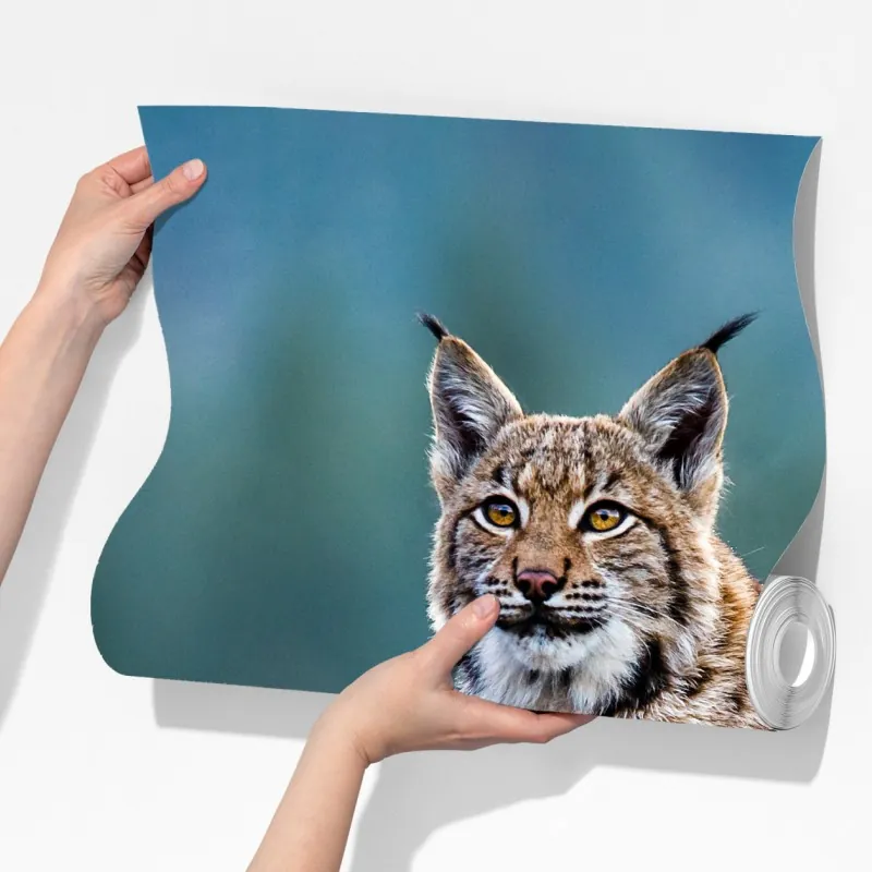 Fototapeta majestatyczny ryś w naturalnym środowisku – Wallissimo® Fototapeta majestatyczny ryś w naturalnym środowisku – Wallissimo®