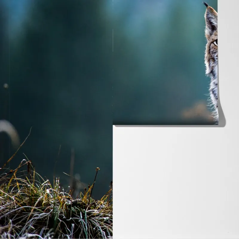 Fototapeta majestatyczny ryś w naturalnym środowisku – Wallissimo® Fototapeta majestatyczny ryś w naturalnym środowisku – Wallissimo®