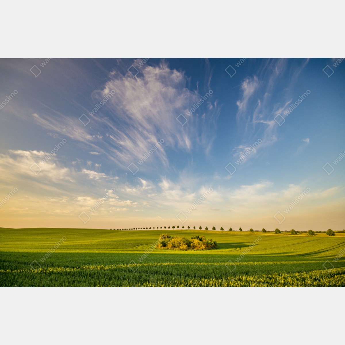 Fototapeta zielona łąka z rzędami młodych drzew – Wallissimo® Fototapeta zielona łąka z rzędami młodych drzew – Wallissimo®