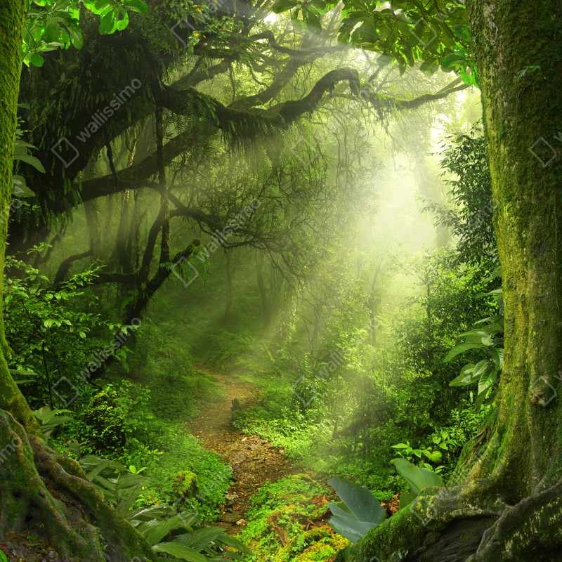 Fototapeta słoneczna leśna ścieżka pokryta mchem – Wallissimo® Fototapeta słoneczna leśna ścieżka pokryta mchem – Wallissimo®