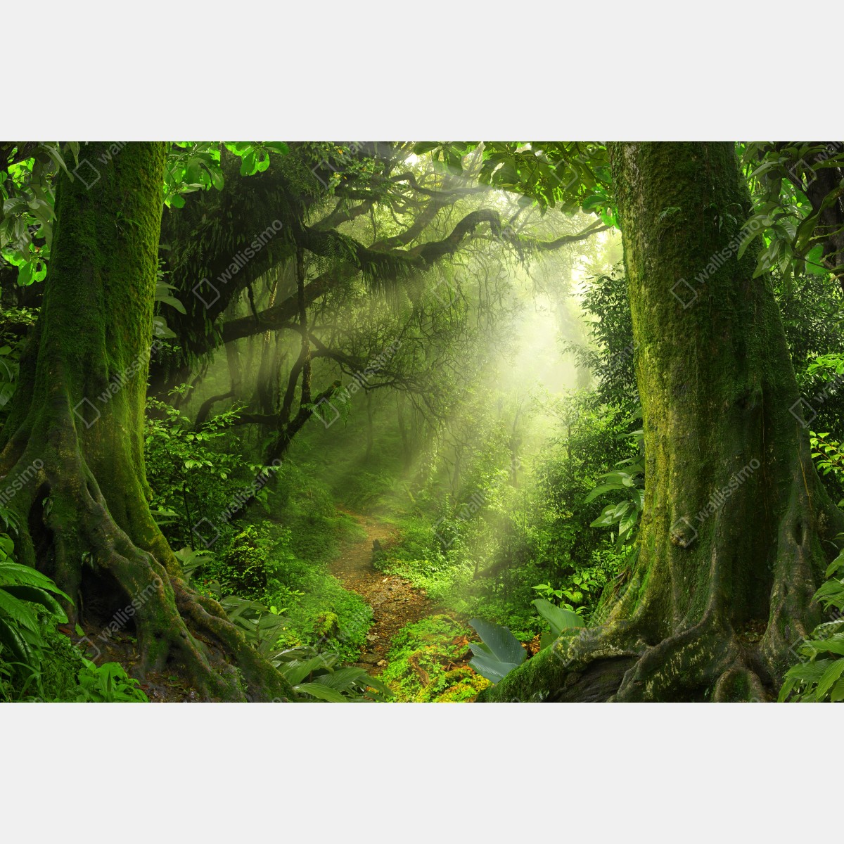 Fototapeta słoneczna leśna ścieżka pokryta mchem – Wallissimo® Fototapeta słoneczna leśna ścieżka pokryta mchem – Wallissimo®