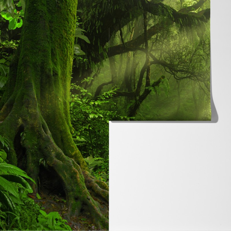 Fototapeta słoneczna leśna ścieżka pokryta mchem – Wallissimo® Fototapeta słoneczna leśna ścieżka pokryta mchem – Wallissimo®