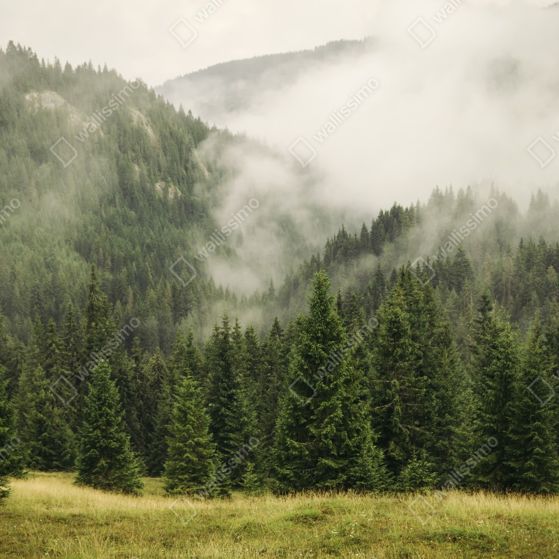 Fototapeta mglisty las iglasty – Wallissimo® Fototapeta mglisty las iglasty – Wallissimo®