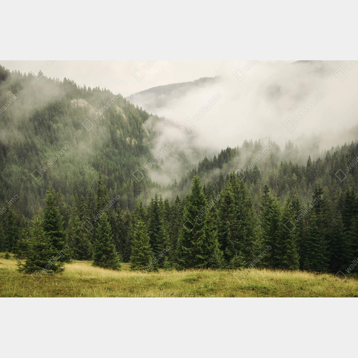 Fototapeta mglisty las iglasty – Wallissimo® Fototapeta mglisty las iglasty – Wallissimo®