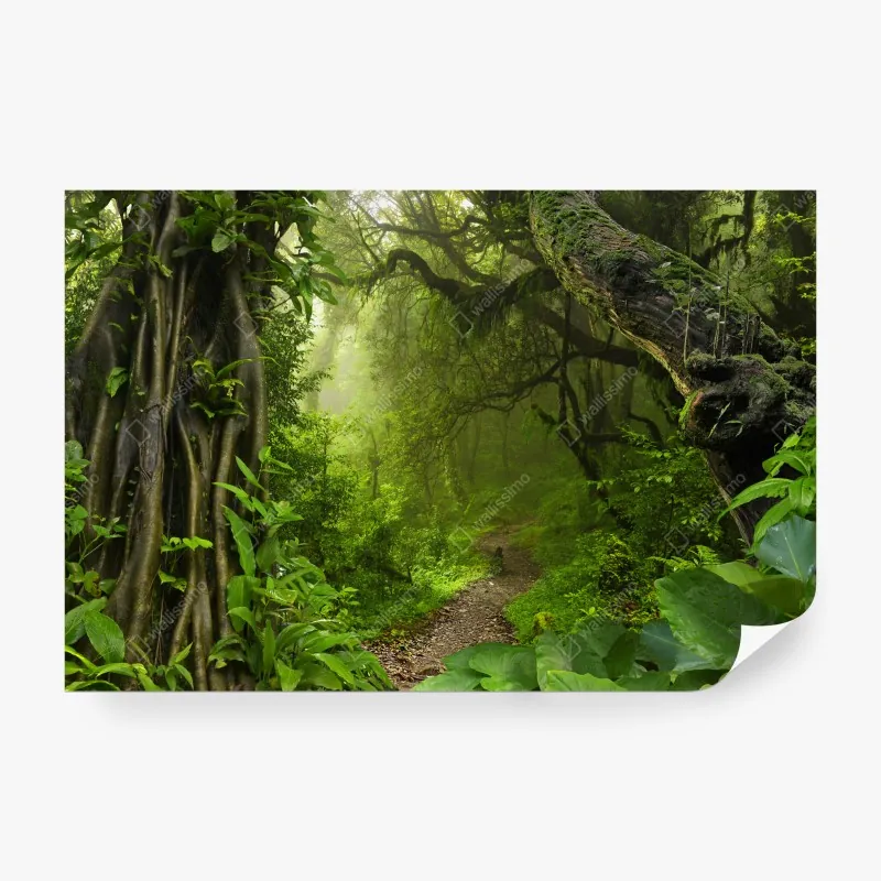 Fototapeta bujna mglista leśna ścieżka