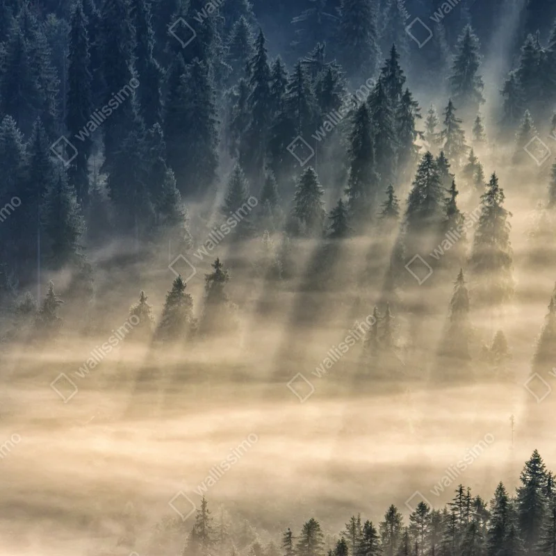 Fototapeta mglisty las świerkowy w promieniach słońca – Wallissimo® Fototapeta mglisty las świerkowy w promieniach słońca – Wallissimo®