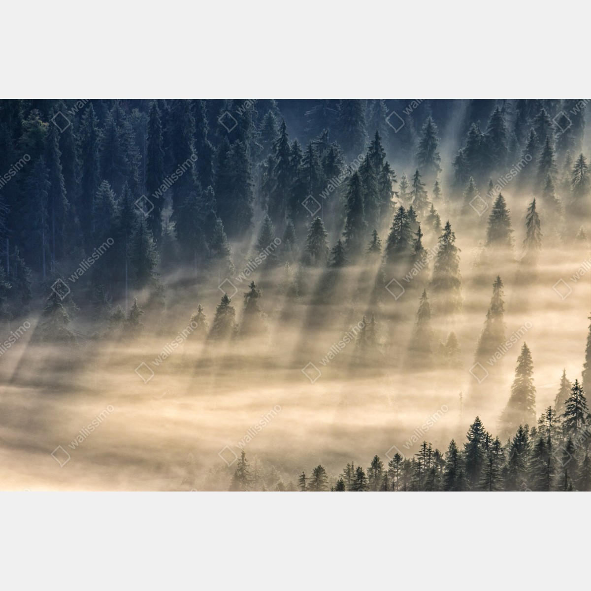 Fototapeta mglisty las świerkowy w promieniach słońca – Wallissimo® Fototapeta mglisty las świerkowy w promieniach słońca – Wallissimo®