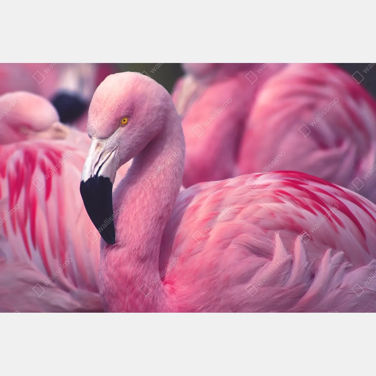 Fototapeta różowy portret flaminga – Wallissimo® Fototapeta różowy portret flaminga – Wallissimo®