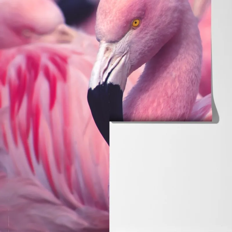 Fototapeta różowy portret flaminga – Wallissimo® Fototapeta różowy portret flaminga – Wallissimo®