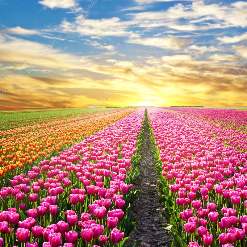 Fototapeta wschód słońca nad polami tulipanów w Holandii – Wallissimo® Fototapeta wschód słońca nad polami tulipanów w Holandii – Wallissimo®