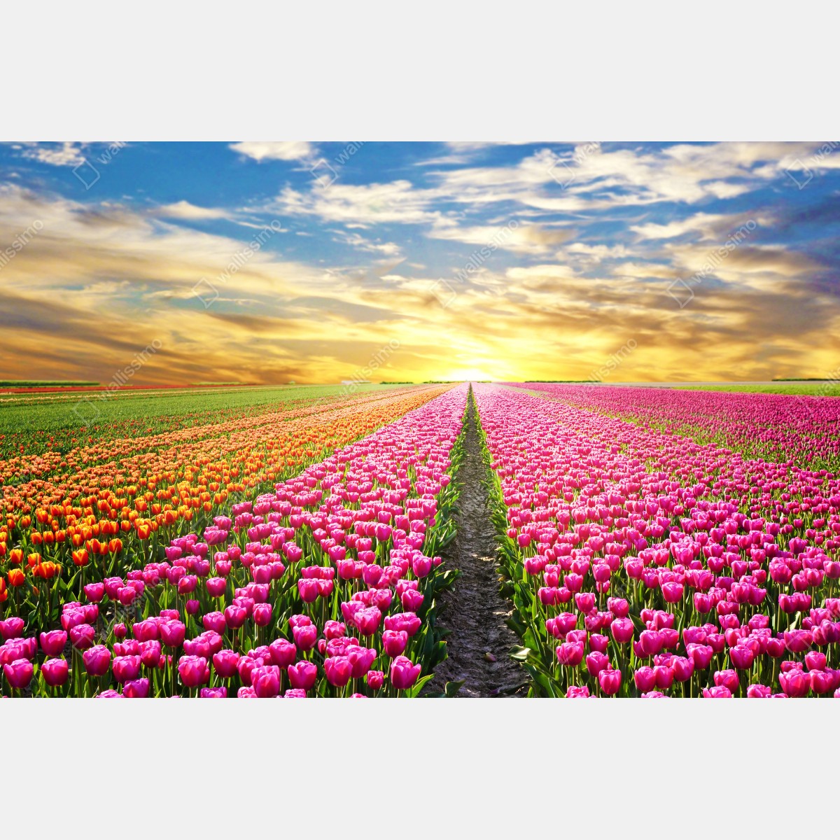 Fototapeta wschód słońca nad polami tulipanów w Holandii – Wallissimo® Fototapeta wschód słońca nad polami tulipanów w Holandii – Wallissimo®