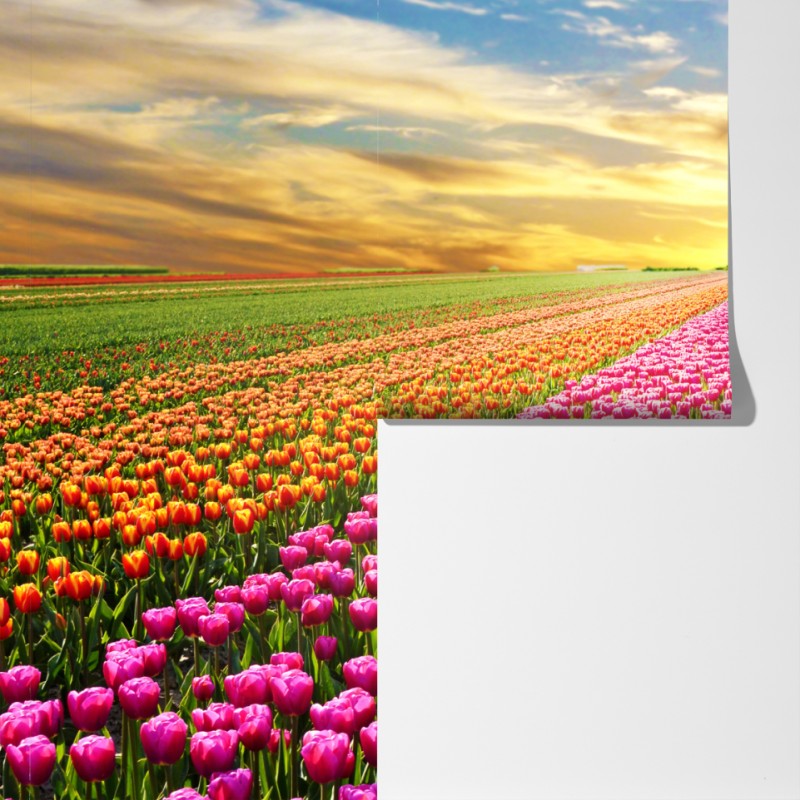 Fototapeta wschód słońca nad polami tulipanów w Holandii – Wallissimo® Fototapeta wschód słońca nad polami tulipanów w Holandii – Wallissimo®