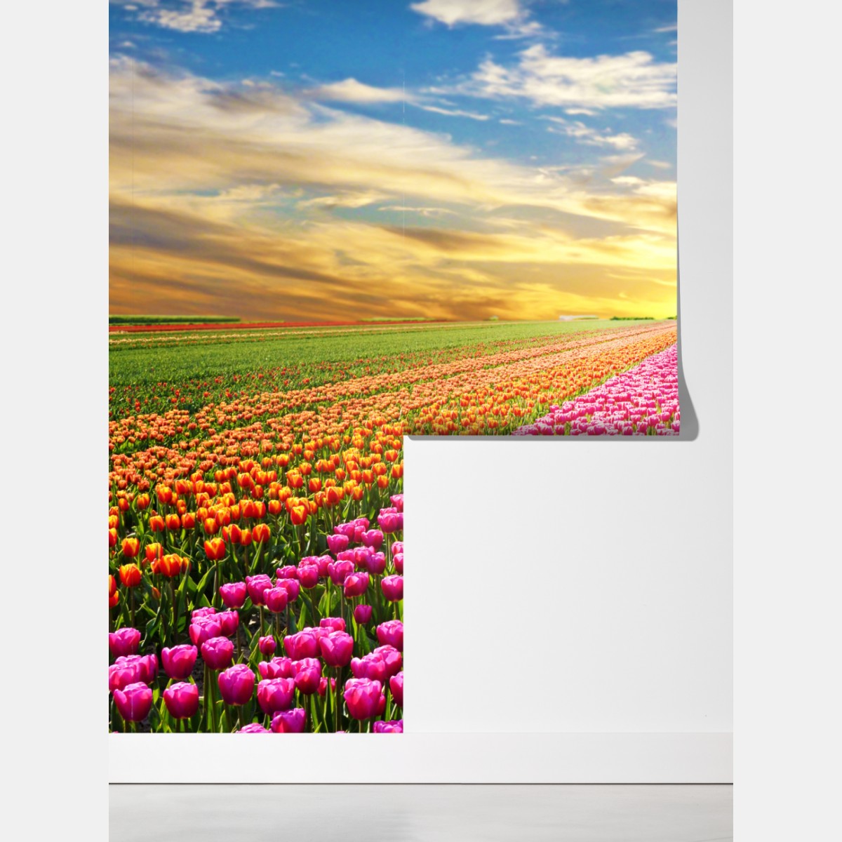 Fototapeta wschód słońca nad polami tulipanów w Holandii – Wallissimo® Fototapeta wschód słońca nad polami tulipanów w Holandii – Wallissimo®