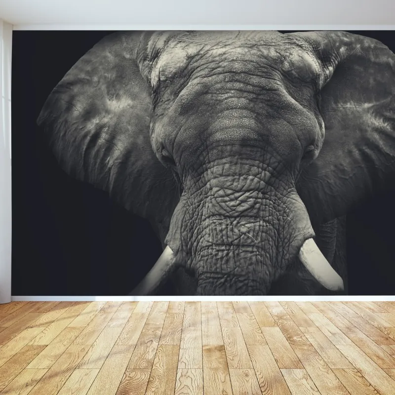 Fototapeta dostojny portret słonia w monochromie