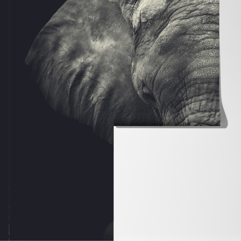 Fototapeta dostojny portret słonia w monochromie – Wallissimo® Fototapeta dostojny portret słonia w monochromie – Wallissimo®