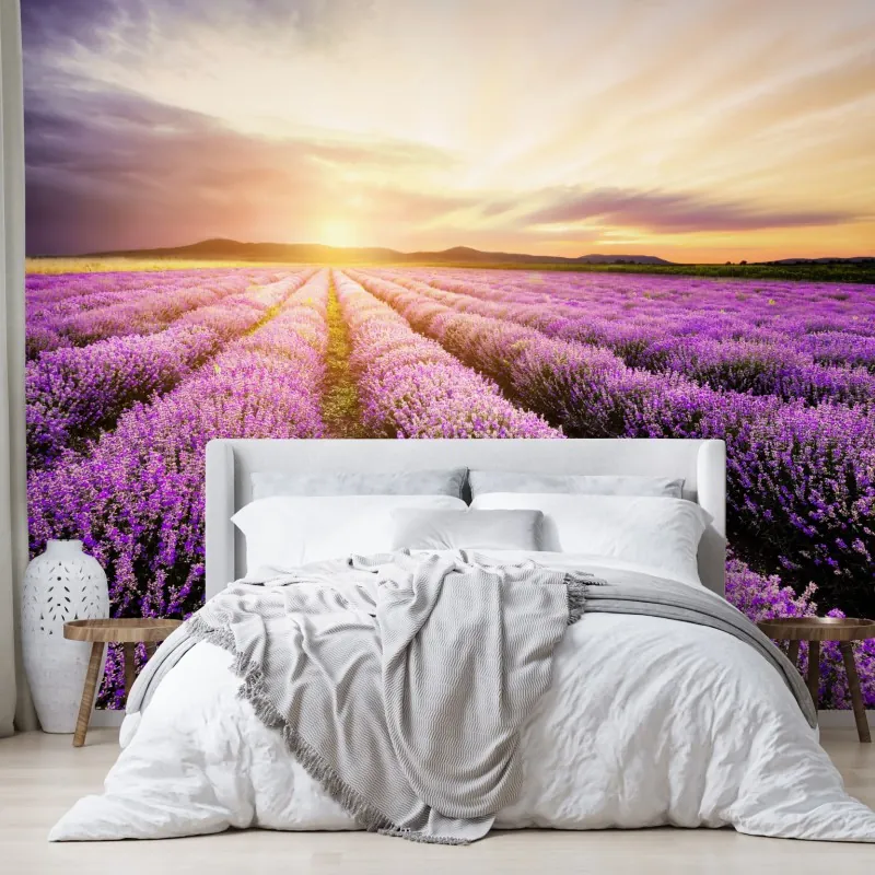 Fototapeta wschód słońca nad polami lawendy