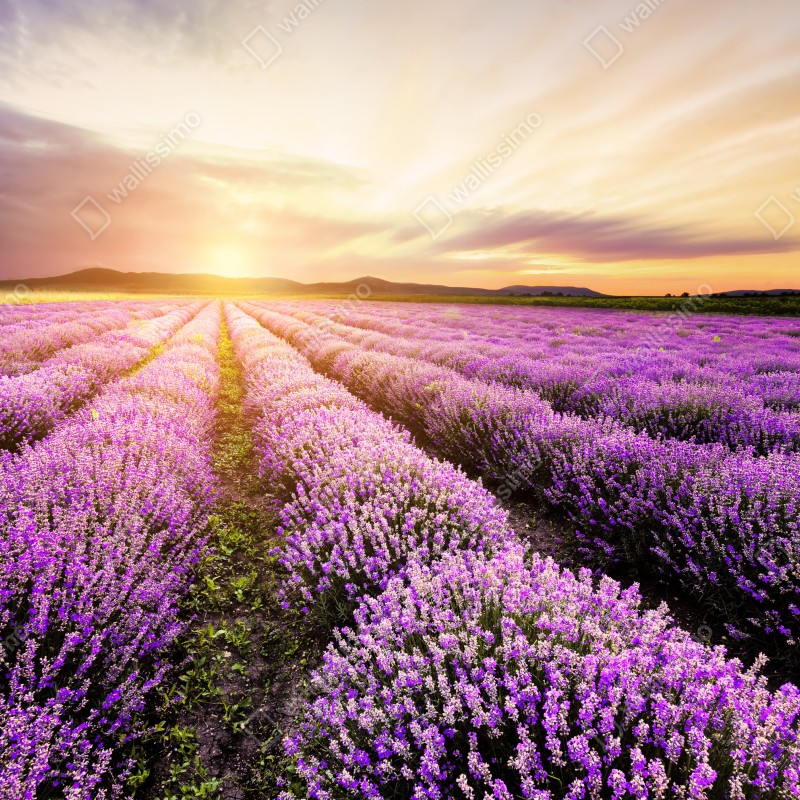 Fototapeta wschód słońca nad polami lawendy – Wallissimo® Fototapeta wschód słońca nad polami lawendy – Wallissimo®