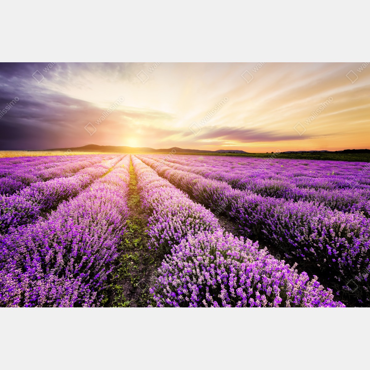 Fototapeta wschód słońca nad polami lawendy – Wallissimo® Fototapeta wschód słońca nad polami lawendy – Wallissimo®