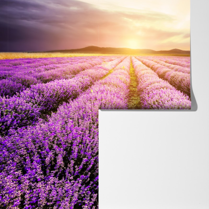 Fototapeta wschód słońca nad polami lawendy – Wallissimo® Fototapeta wschód słońca nad polami lawendy – Wallissimo®