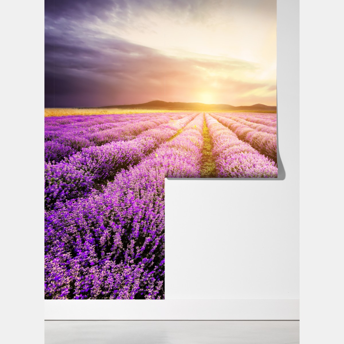 Fototapeta wschód słońca nad polami lawendy – Wallissimo® Fototapeta wschód słońca nad polami lawendy – Wallissimo®