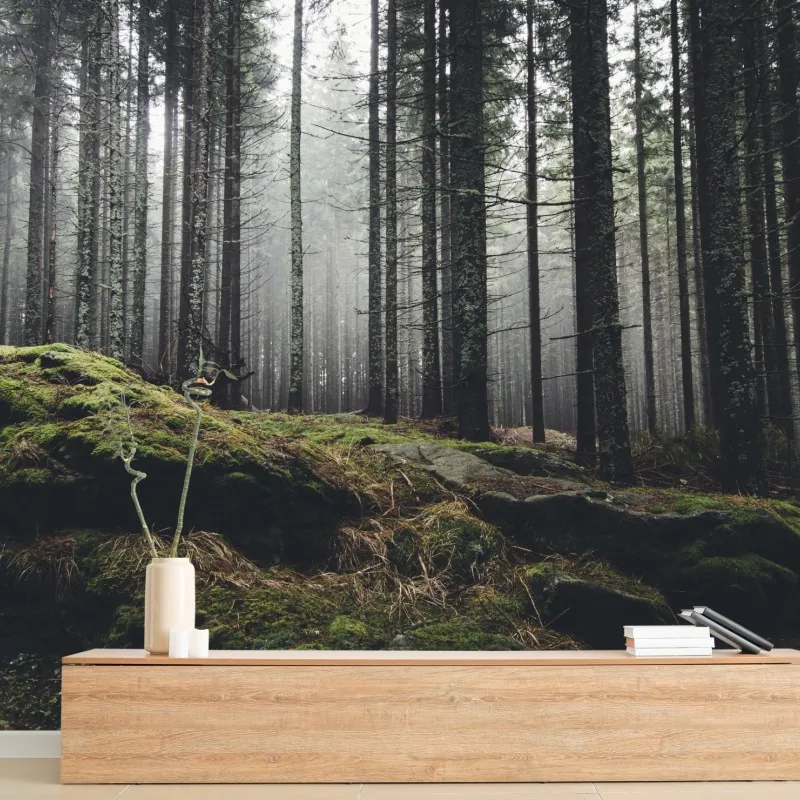 Fototapeta mglisty las porośnięty mchem