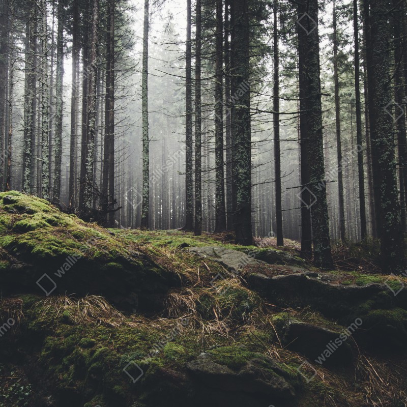 Fototapeta mglisty las porośnięty mchem – Wallissimo® Fototapeta mglisty las porośnięty mchem – Wallissimo®