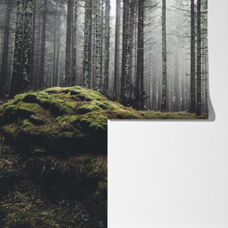 Fototapeta mglisty las porośnięty mchem – Wallissimo® Fototapeta mglisty las porośnięty mchem – Wallissimo®