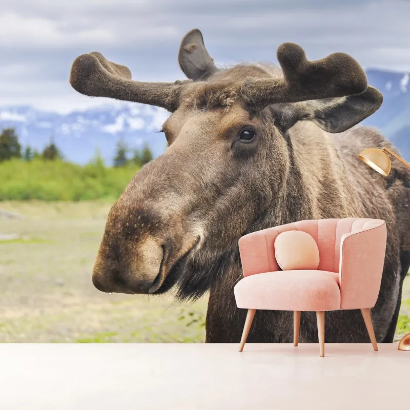 Fototapeta portret łosia na tle gór