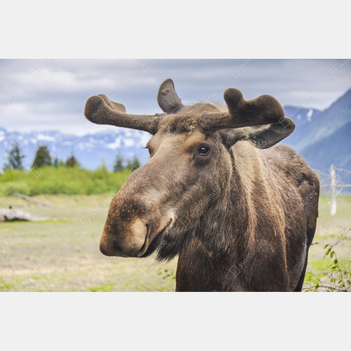 Fototapeta portret łosia na tle gór – Wallissimo® Fototapeta portret łosia na tle gór – Wallissimo®