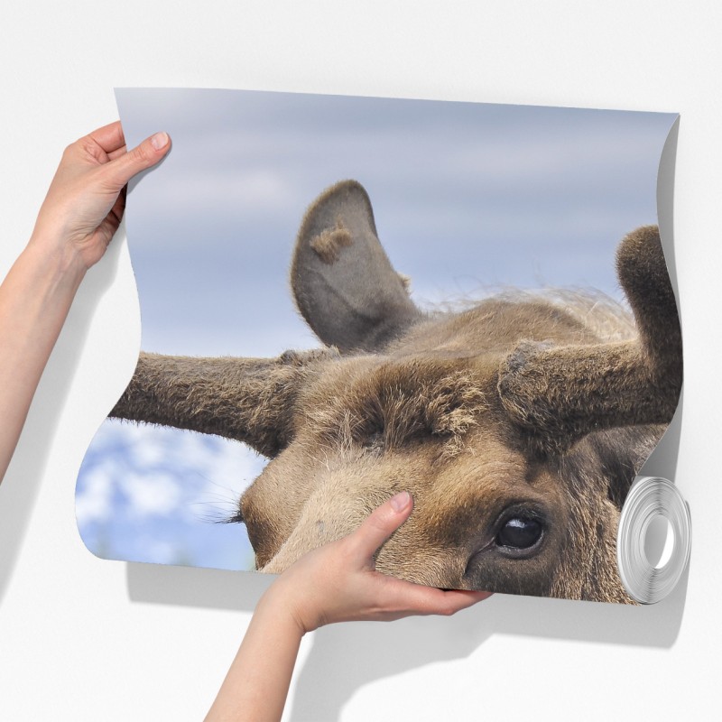 Fototapeta portret łosia na tle gór – Wallissimo® Fototapeta portret łosia na tle gór – Wallissimo®