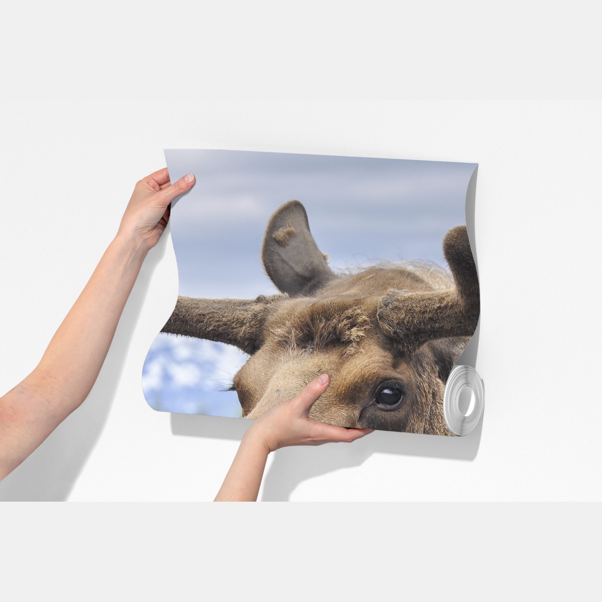 Fototapeta portret łosia na tle gór – Wallissimo® Fototapeta portret łosia na tle gór – Wallissimo®