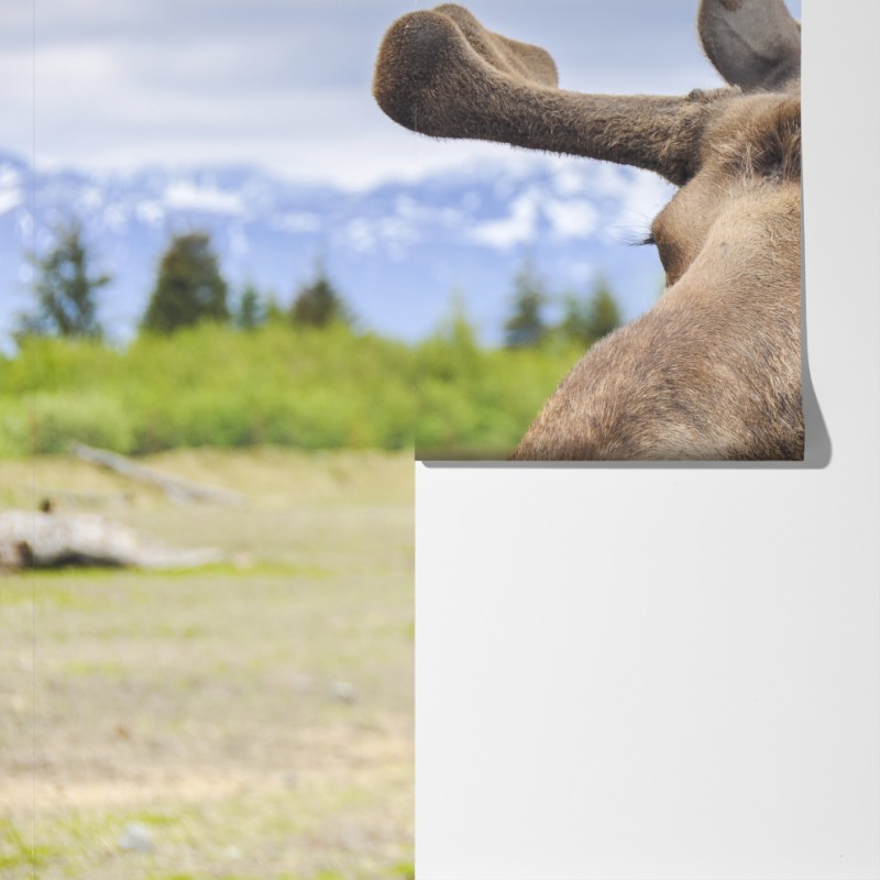 Fototapeta portret łosia na tle gór – Wallissimo® Fototapeta portret łosia na tle gór – Wallissimo®