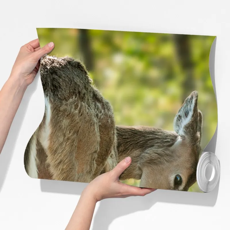 Fototapeta jeleń z cielakiem w zielonym lesie – Wallissimo® Fototapeta jeleń z cielakiem w zielonym lesie – Wallissimo®